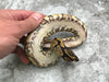 Yellow Belly Het Desert Ghost