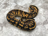 Blackhead Pastel Yellow Belly Het Desert Ghost