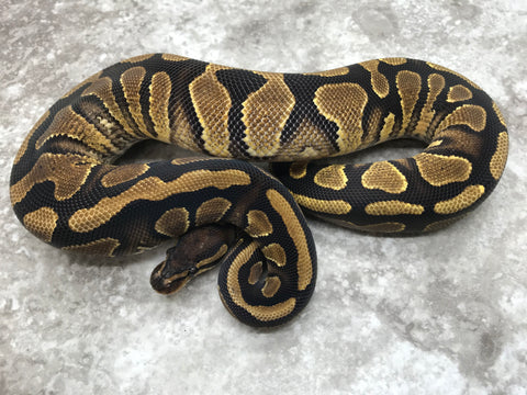 Yellow Belly pos het Desert Ghost pos het Clown
