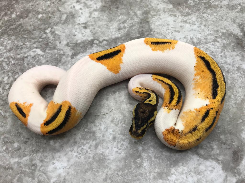 Pastel Piebald Ball Python