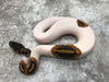 Pied Het Lavender