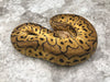 Pastel Clown Het Hypo
