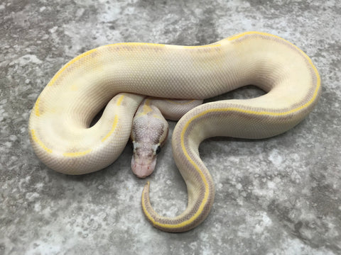 Pastel Ivory het Desert Ghost