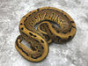 Leopard Pinstripe Yellow Belly Het Desert Ghost