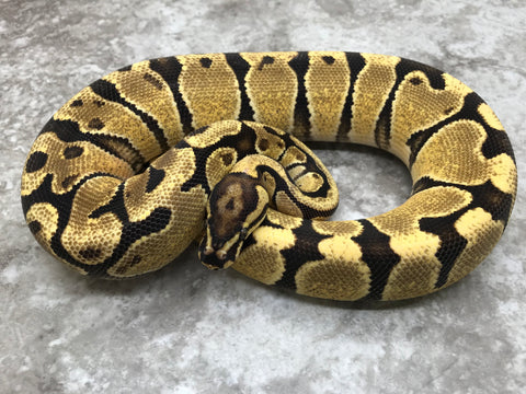 Orange Dream Vanilla Yellow Belly