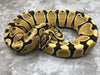 Orange Dream Vanilla Yellow Belly