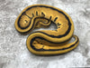 Orange Dream Genetic Stripe