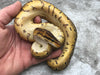 Leopard Pinstripe Yellow Belly Het Desert Ghost