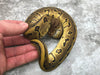 Leopard Pinstripe Yellow Belly Het Desert Ghost