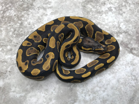 Chocolate Yellow Belly poss Het Desert Ghost