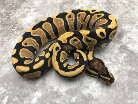 Desert Ghost Yellow Belly