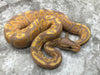 Banana Blitz Yellow Belly