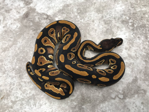 Blackhead Het Genetic Stripe Het Clown