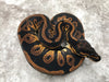Blackhead Leopard Het Clown pos. Het Hypo