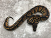 Blackhead Het Genetic Stripe
