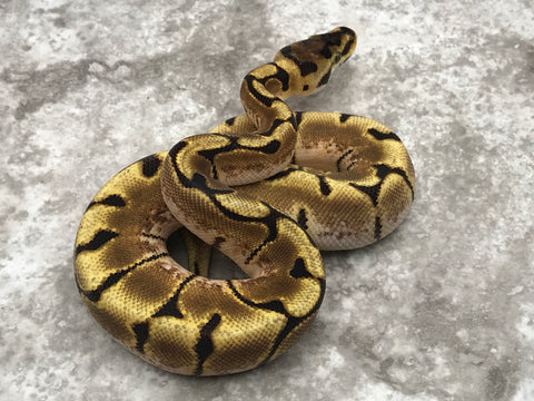 Spider Enchi Het Desert Ghost Het TSK Axanthic