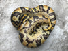 Asphalt Chocolate Het Desert Ghost