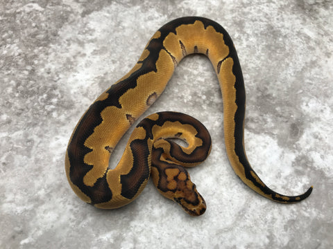 Blade Clown Het Desert Ghost