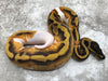Enchi Pied