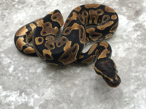 Asphalt Het Desert Ghost Het TSK Axanthic