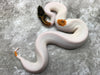 Orange Dream Yellow Belly Pied