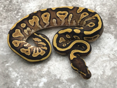 Mojave Yellow Belly Het Pied