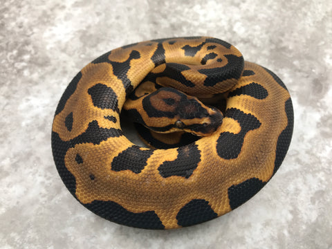 Leopard Yellow Belly Het Desert Ghost pos Het Clown