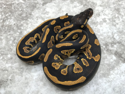 Blackhead Yellow Belly Het Desert Ghost