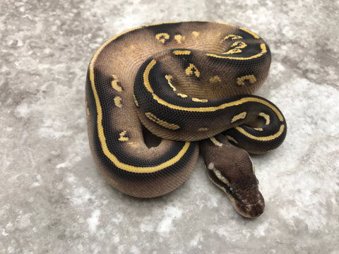 Blackhead Pastave Yellow Belly Het Desert Ghost