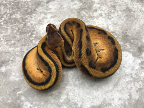 Orange Dream Enchi Genetic Stripe