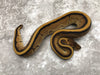Enchi Genetic Stripe
