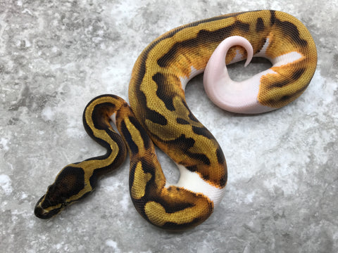 Enchi Pied