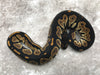 Blackhead Yellow Belly Het Desert Ghost