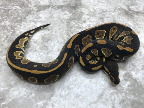 Blackhead Het Desert Ghost