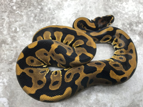 Leopard Het Desert Ghost