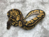 Pastel Blackhead Het Genetic Stripe