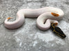 Orange Dream Yellow Belly Pied