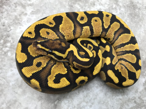 Fire Asphalt (Pos. Chocolate) Het Desert Ghost