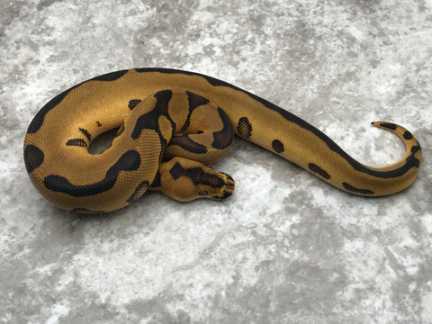 Leopard Enchi Blade Clown