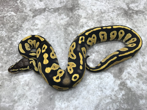 Pastel Blackhead Desert Ghost