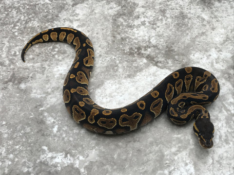 Blackhead Asphalt or Yellow Belly