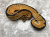 Blade Clown Het Lavender