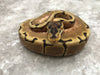 Spider Enchi Het Desert Ghost Het TSK Axanthic
