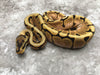 Spider Enchi Het Desert Ghost pos Het Hypo