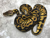 Pastel Leopard Het Clown Het Desert Ghost
