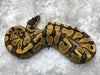 Enchi Asphalt or Yellow Belly