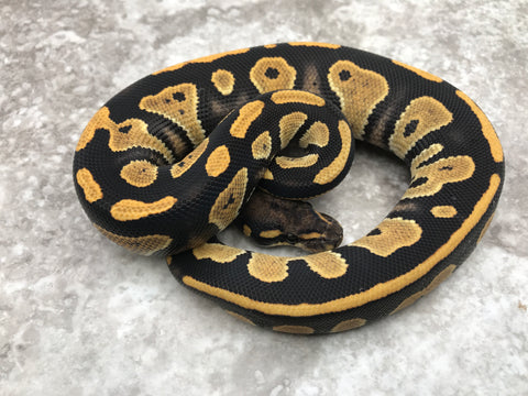 Blackhead Desert Ghost