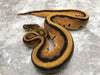 Orange Dream Enchi Genetic Stripe