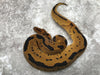 Blade Clown Het Lavender pos Het Pied