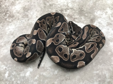 Black Axanthic